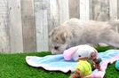 Cute Mini Huskydoodle Baby