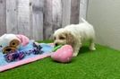 Adorable Cocker Doodle Poodle Mix Puppy