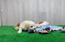 Meet Kodiak - our Maltipoo Puppy Video