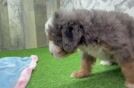 Meet Dillon - our Mini Bernedoodle Puppy Video
