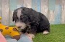 Mini Bernedoodle Puppy for Adoption