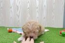 Maltipoo Pup Being Cute