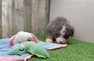 Best Mini Bernedoodle Baby