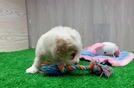 Maltipoo Pup Being Cute