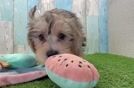 Yorkie Poo Pup Being Cute