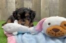 Energetic Bernadoodle Poodle Mix Puppy