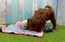 Best Mini Goldendoodle Baby