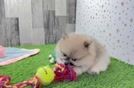 Little Pomeranian Purebred Pup
