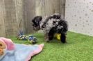 Poodle Puppy for Adoption