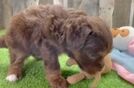 Best Mini Aussiedoodle Baby