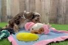 Meet Camden - our Cavapoo Puppy Video