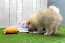 Meet Trinity - our Pomeranian Puppy Video