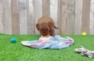 Cute Mini Goldendoodle Baby