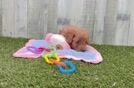 Hypoallergenic Cavadoodle Poodle Mix Puppy