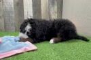 Mini Bernedoodle Pup Being Cute