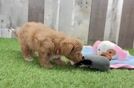 Happy Maltipoo Baby