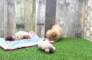 Playful Malt Oodle Poodle Mix Puppy