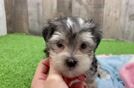 Best Morkie Baby