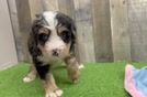 Funny Mini Bernedoodle Poodle Mix Pup