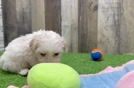 Best Maltipoo Baby