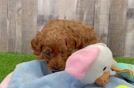 Smart Cavapoo Poodle Mix Pup