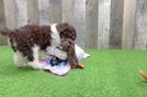 Adorable Mini Australian Shepherd X Poodle Mix Poodle Mix Puppy