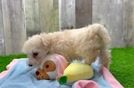 Funny Maltipoo Poodle Mix Pup