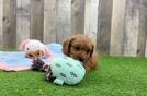 Cavapoo Puppy for Adoption