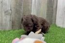 Funny Shih Poo Poodle Mix Pup