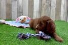Mini Goldendoodle Puppy for Adoption