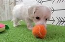 Funny Maltipoo Poodle Mix Pup