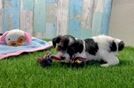 Meet Giselle - our Yorkie Poo Puppy Video