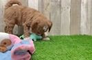 Meet Fonzie - our Mini Goldendoodle Puppy Video