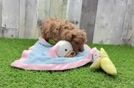 Best Cavapoo Baby