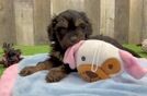 Energetic Cavoodle Poodle Mix Puppy