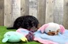 Cavapoo Puppy for Adoption