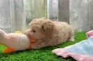 Maltipoo Puppy for Adoption