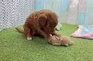 Small Cavapoo Baby