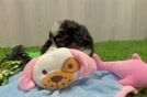Mini Bernedoodle Pup Being Cute
