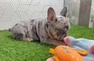 Happy Frenchie Purebred Puppy