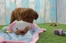 Meet Andrea - our Mini Goldendoodle Puppy Video