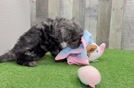 Funny Mini Goldendoodle Poodle Mix Pup