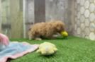 Meet Zeke - our Maltipoo Puppy Video