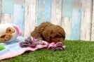Mini Goldendoodle Puppy for Adoption