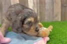 Cavapoo Pup Being Cute