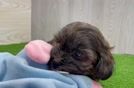 Shih Poo Puppy for Adoption