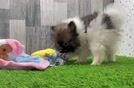 Pomeranian Pup Being Cute