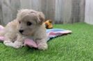 Small Maltipoo Baby
