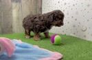 Cavapoo Puppy for Adoption