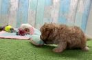Adorable Cavalier King Charles Spaniel and Poodle Mix Poodle Mix Puppy